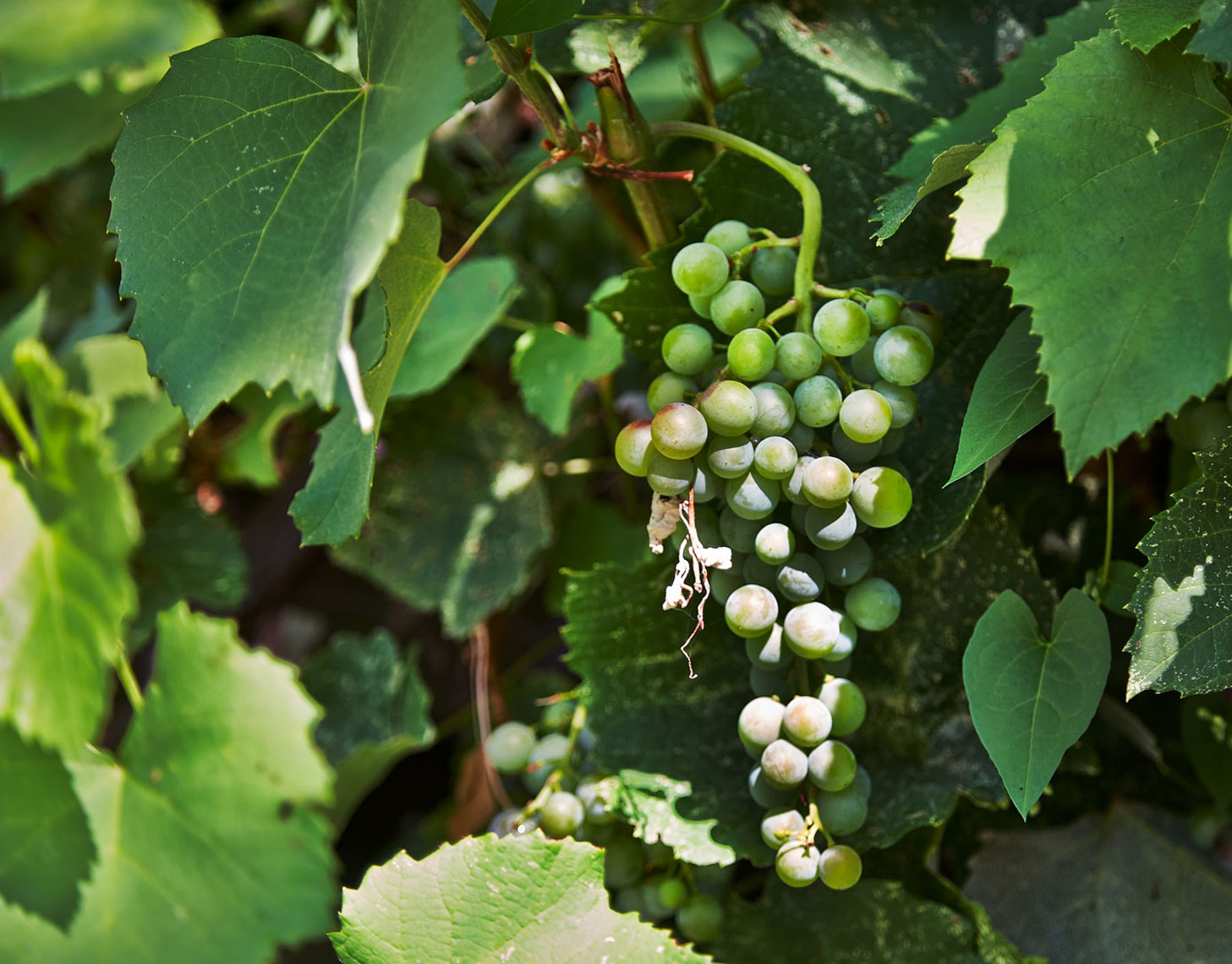 Art-Studio-Grapes