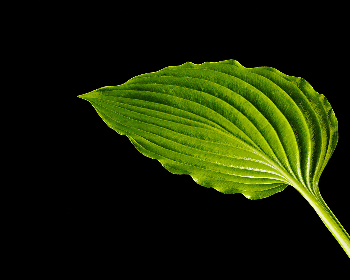 Hosta-Leaf-1