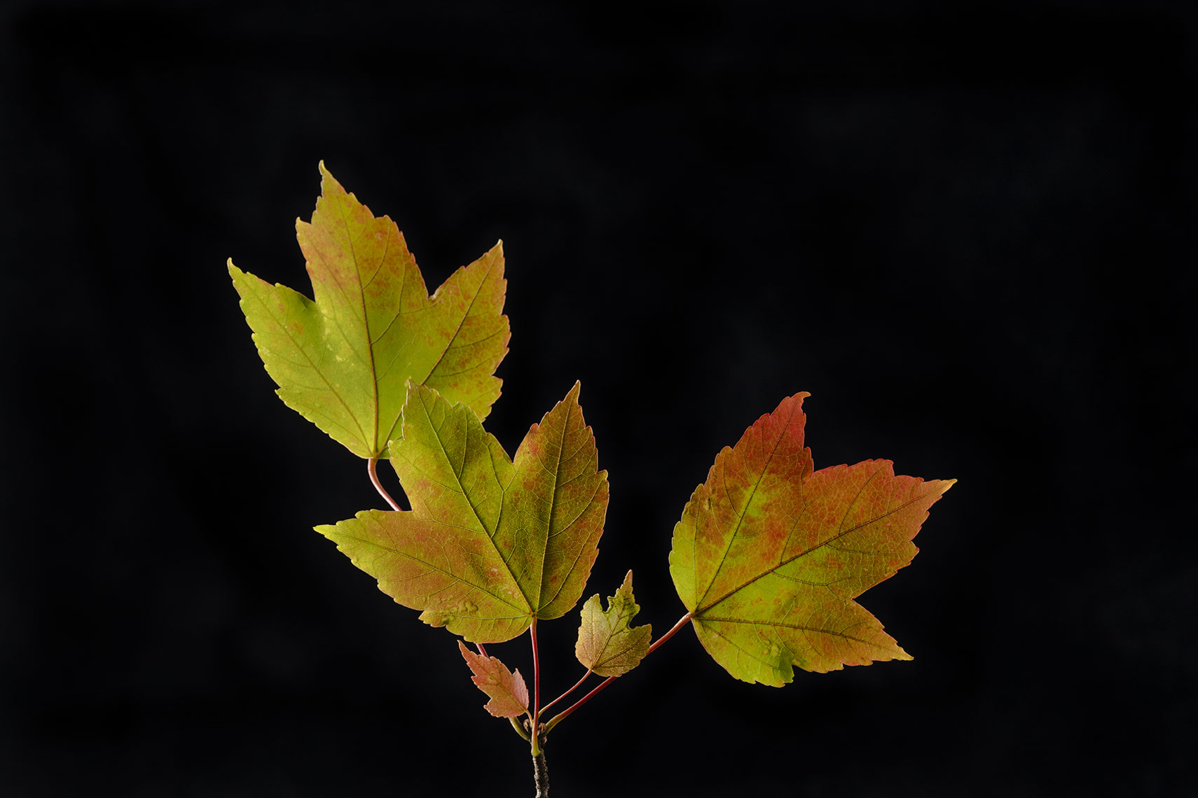 Leaves-13-copy