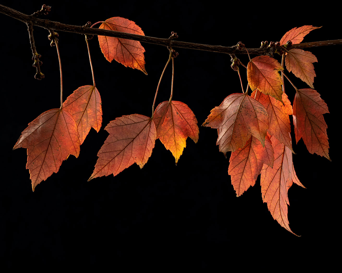 Leaves-15-copy