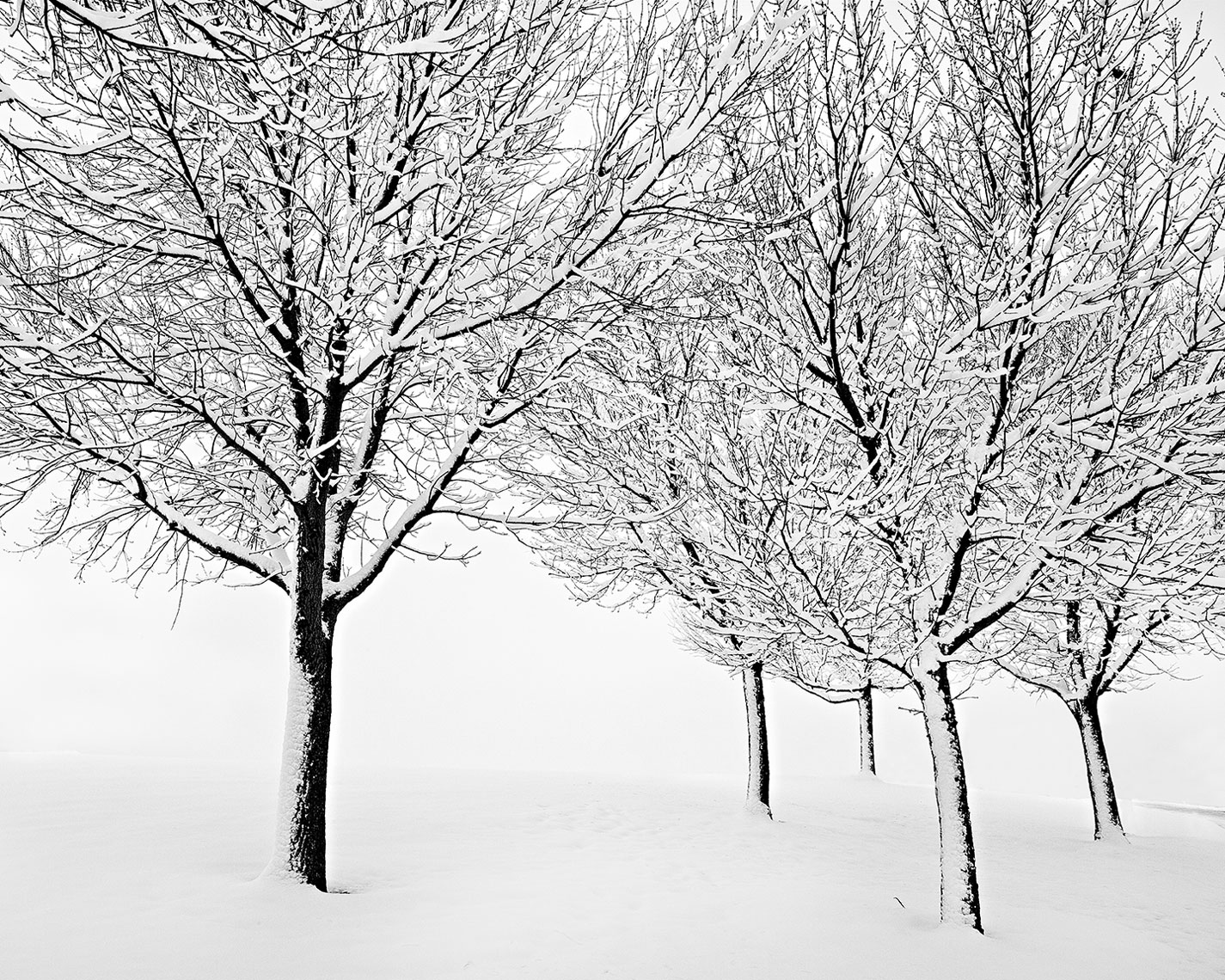 Snow-Trees-1-16x20