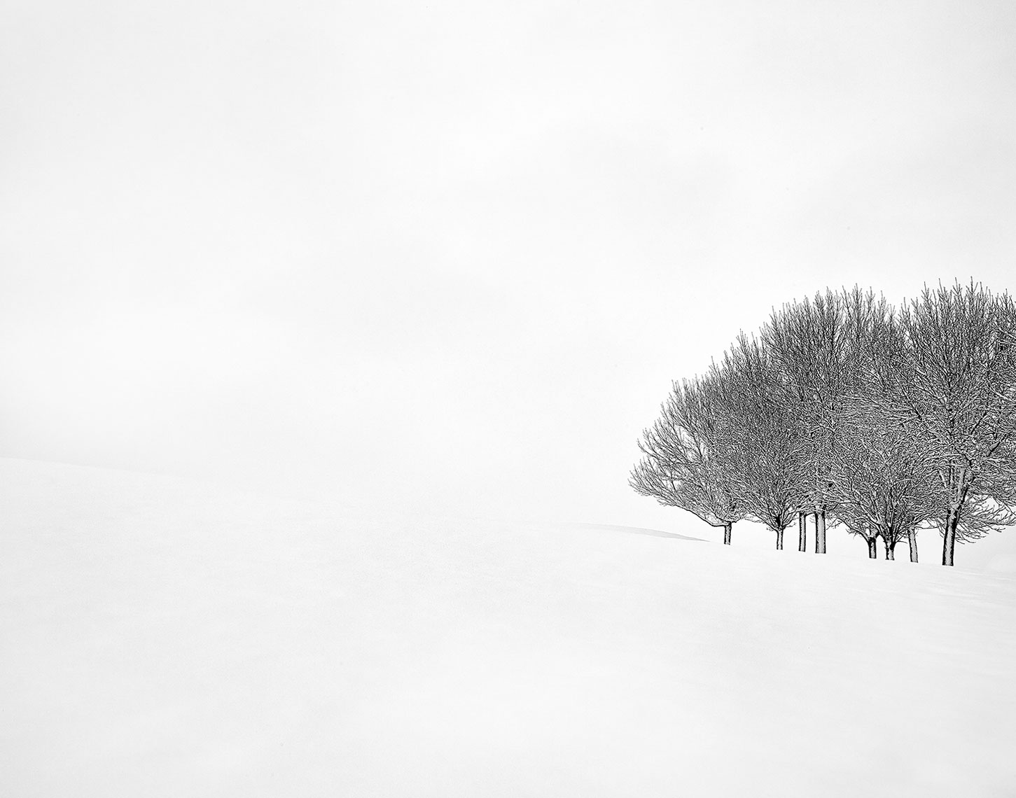 Snow-Trees-3-16x20